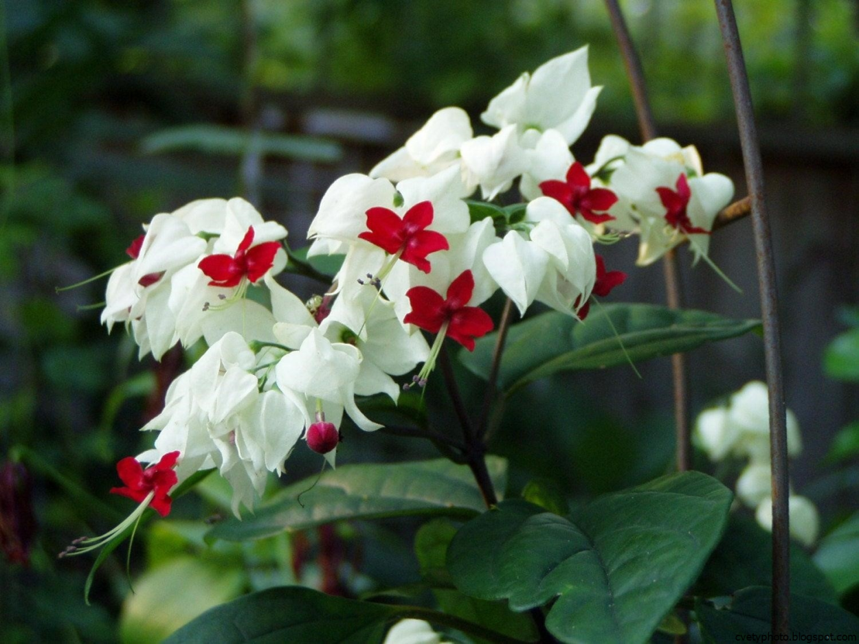 Крокусы белый с желтой серединкой