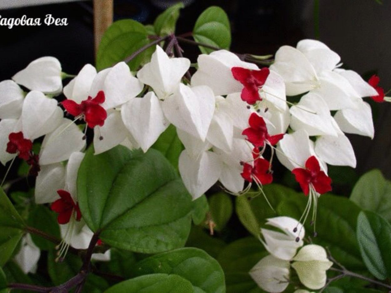 Ранункулюс Блэк