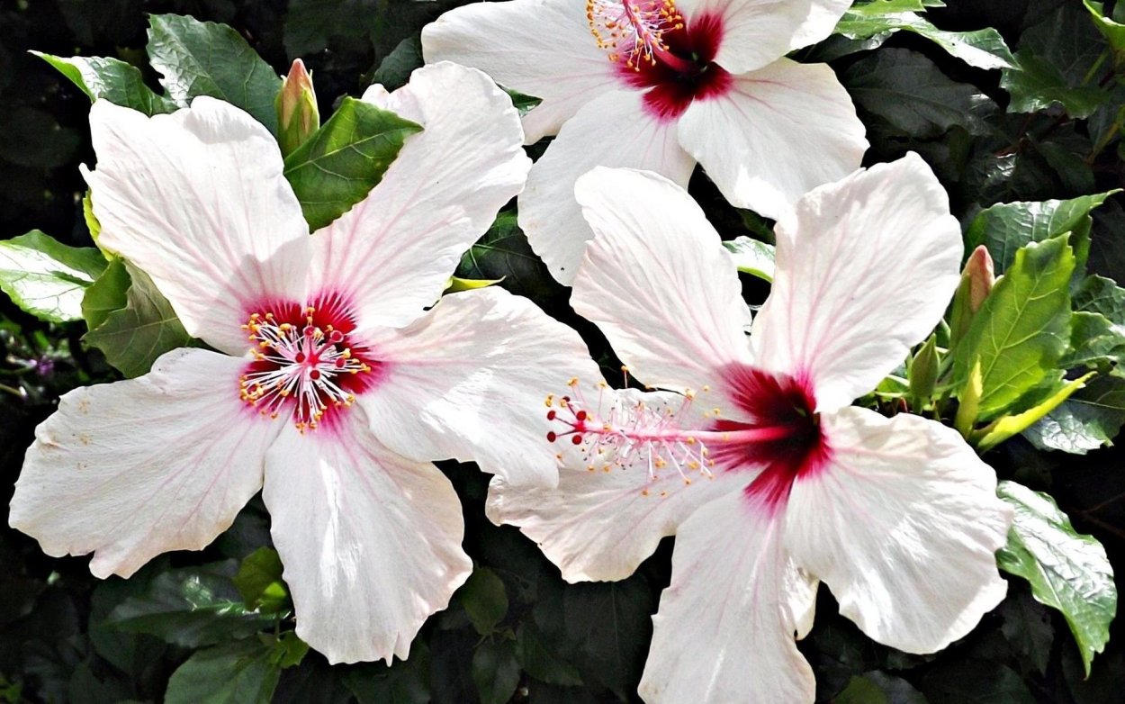 Гибискус цветок белый