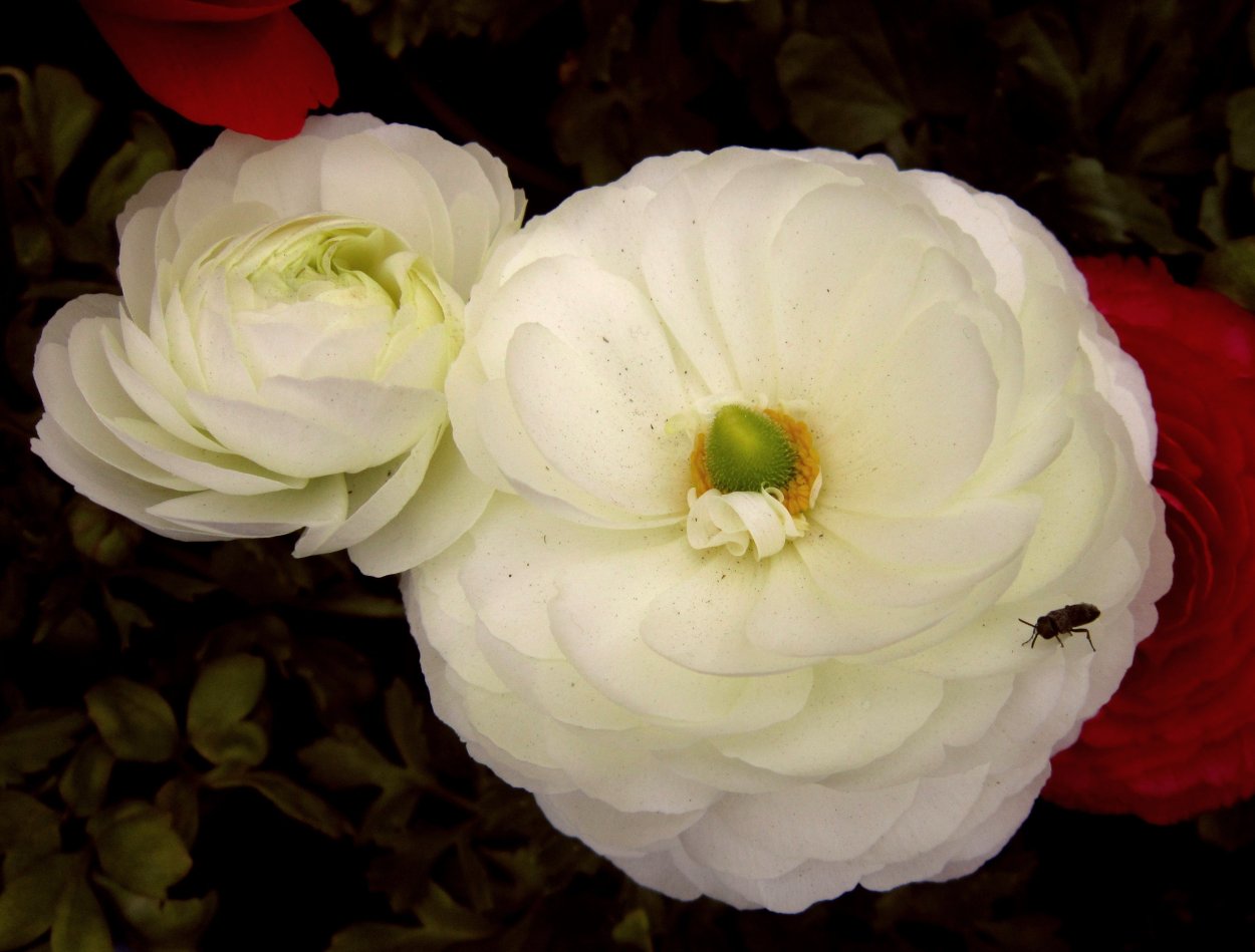 Цветок Томпсона клеродендрум