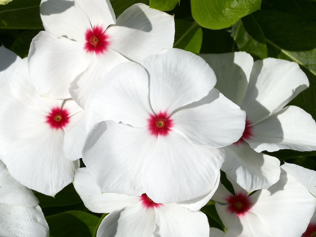 Анемон Мистраль белый