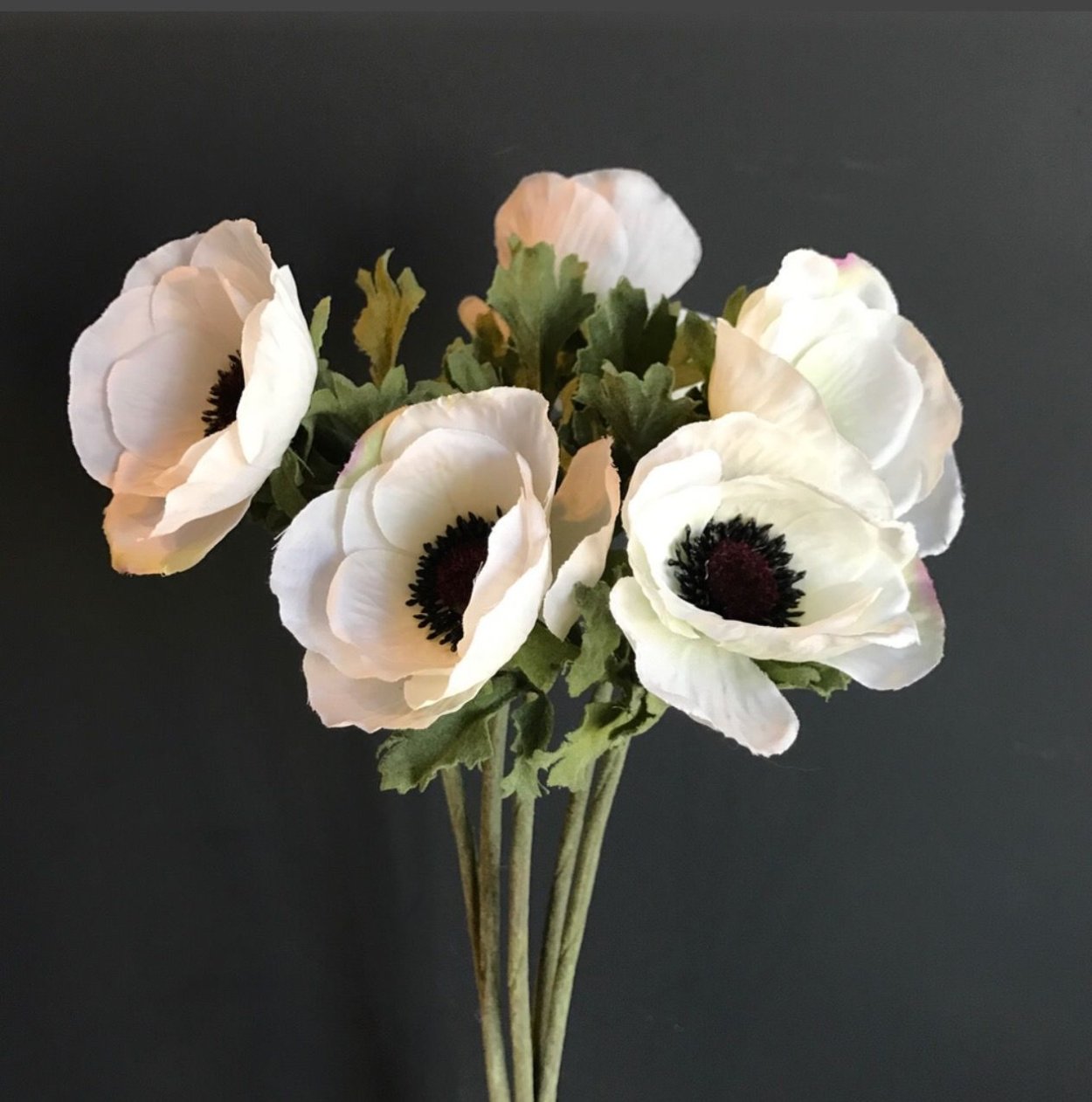 Кровавое сердце цветок клеродендрум