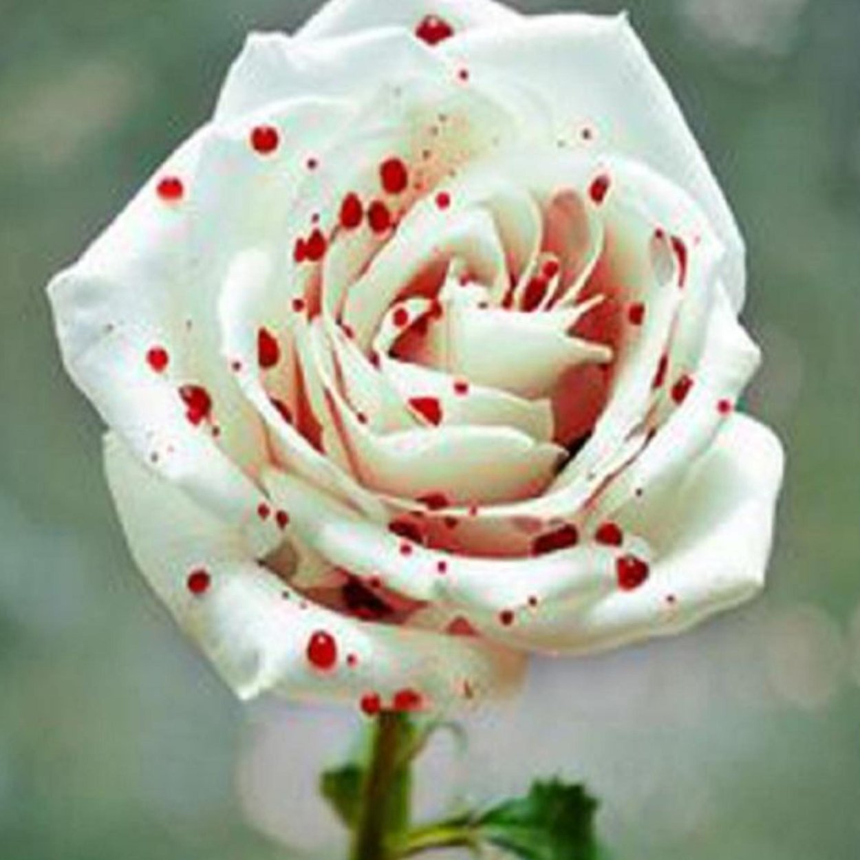 Анемон белый