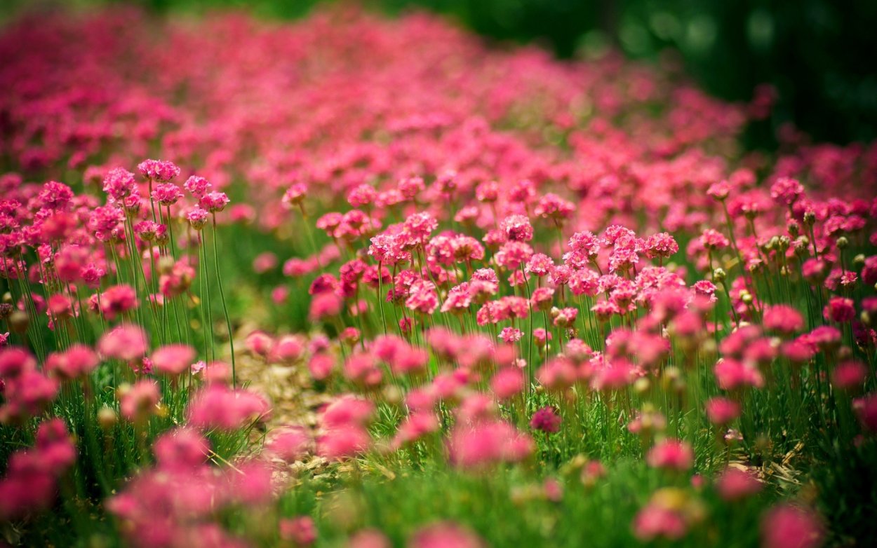 Dianthus pratensis
