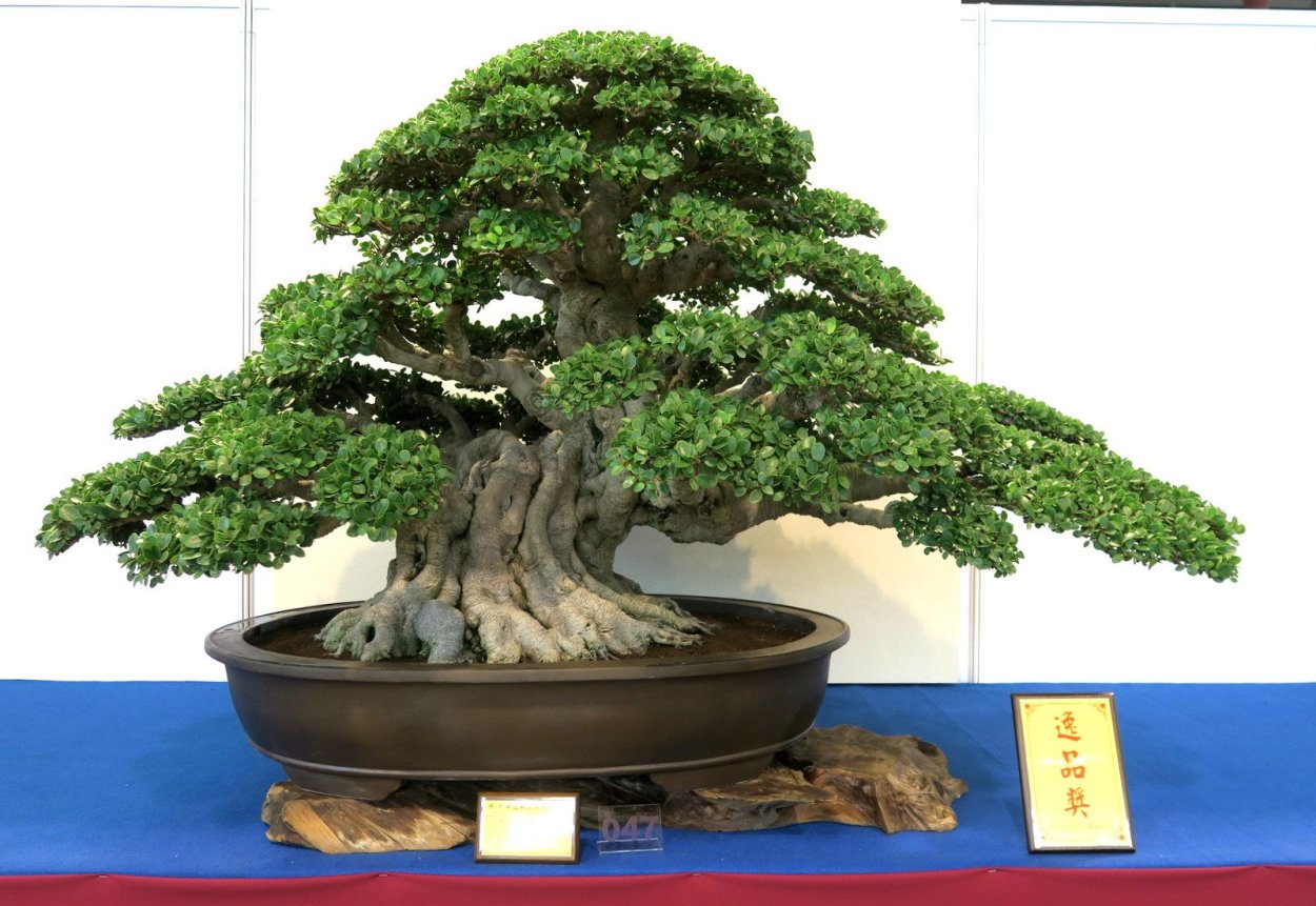 Дерево Бодхи бонсай