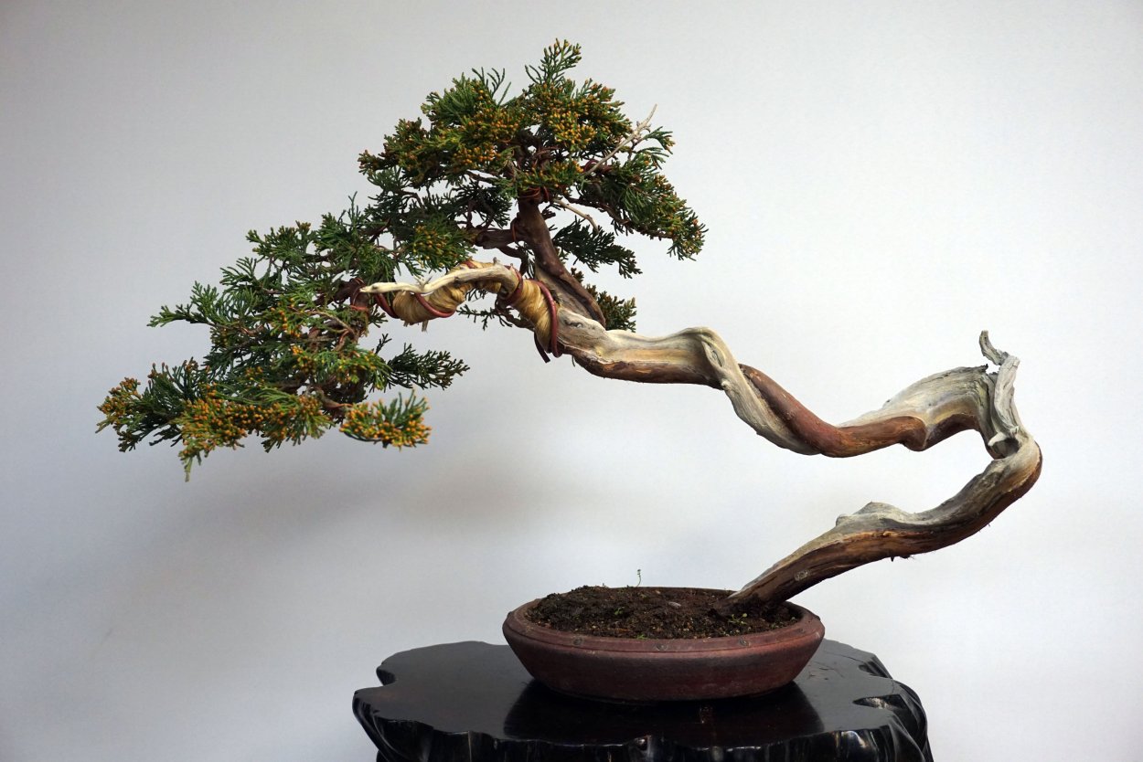 Бонсай можжевельник