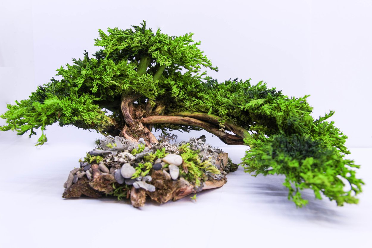 Ичиянаги бонсай