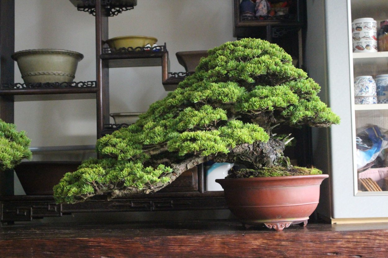 Сяримики бонсай