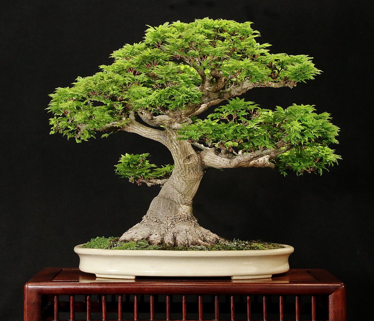 Карликовый бонсай