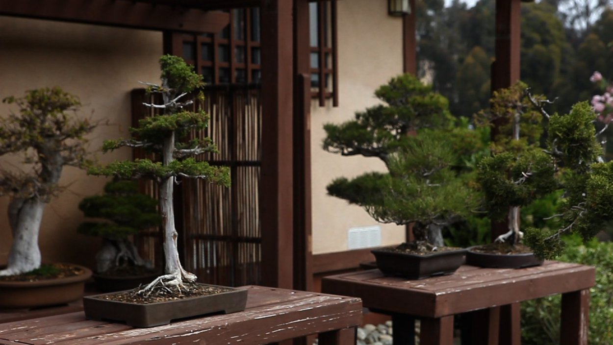 Японский бонсай