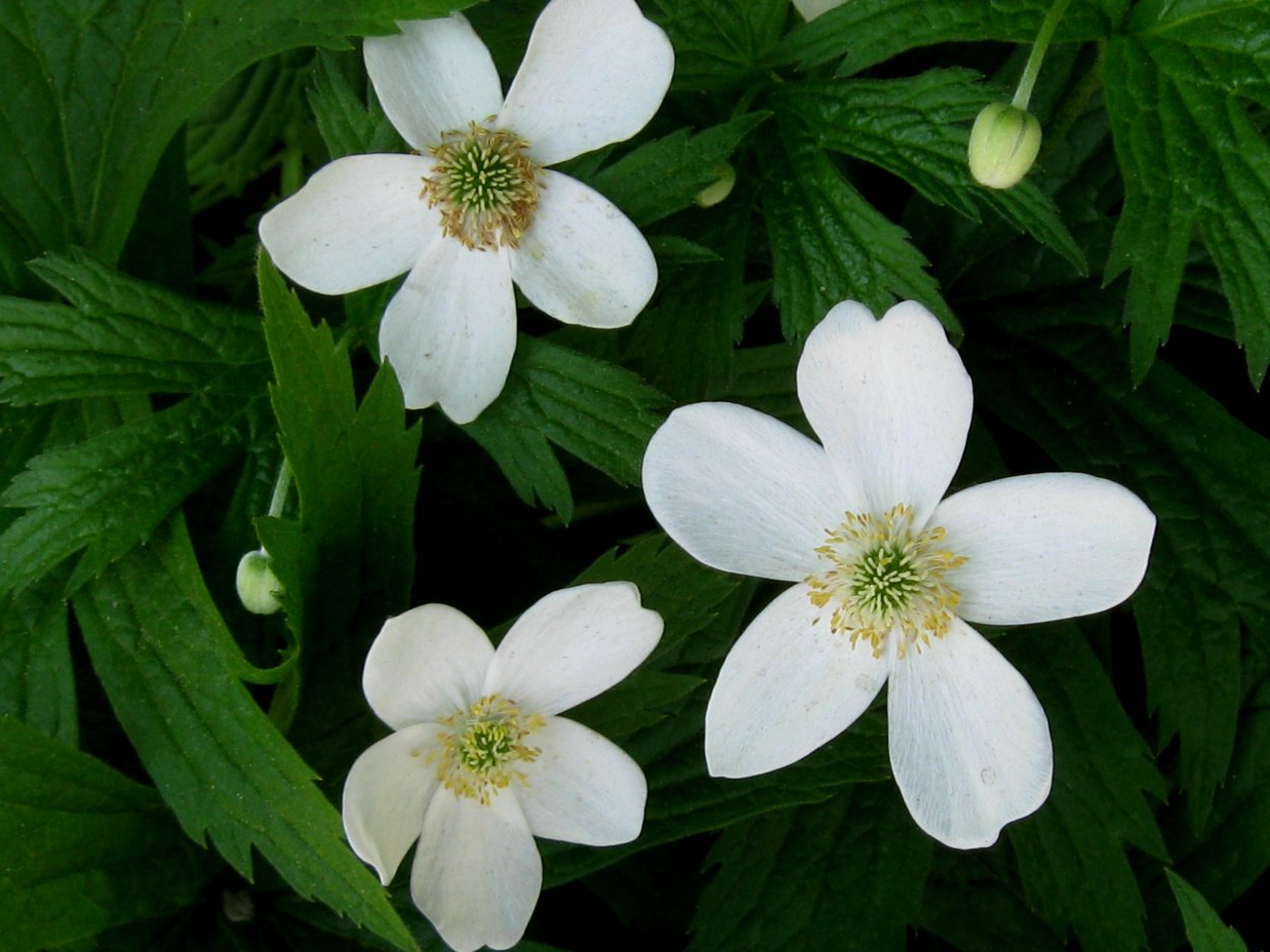 Anemone cylindrica