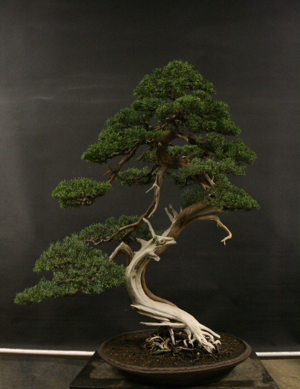 Бонсай Тюхин