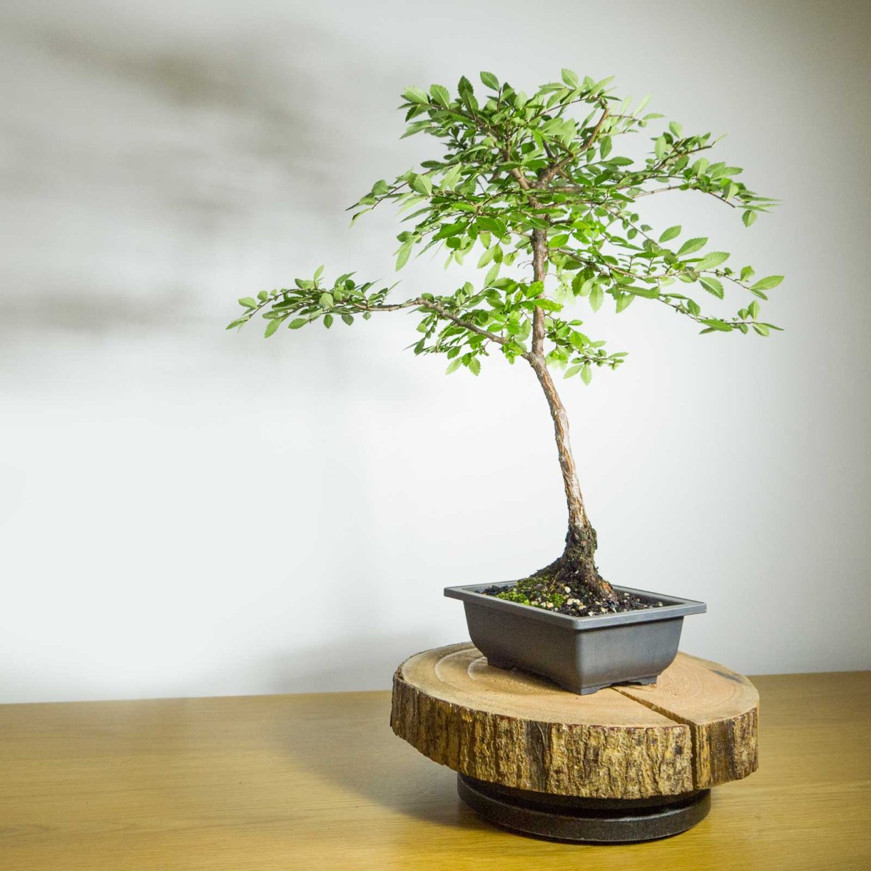 Филлантус бонсай