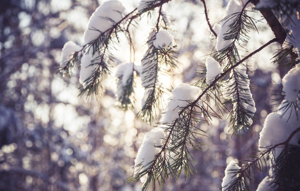 Деревья мокрый снег