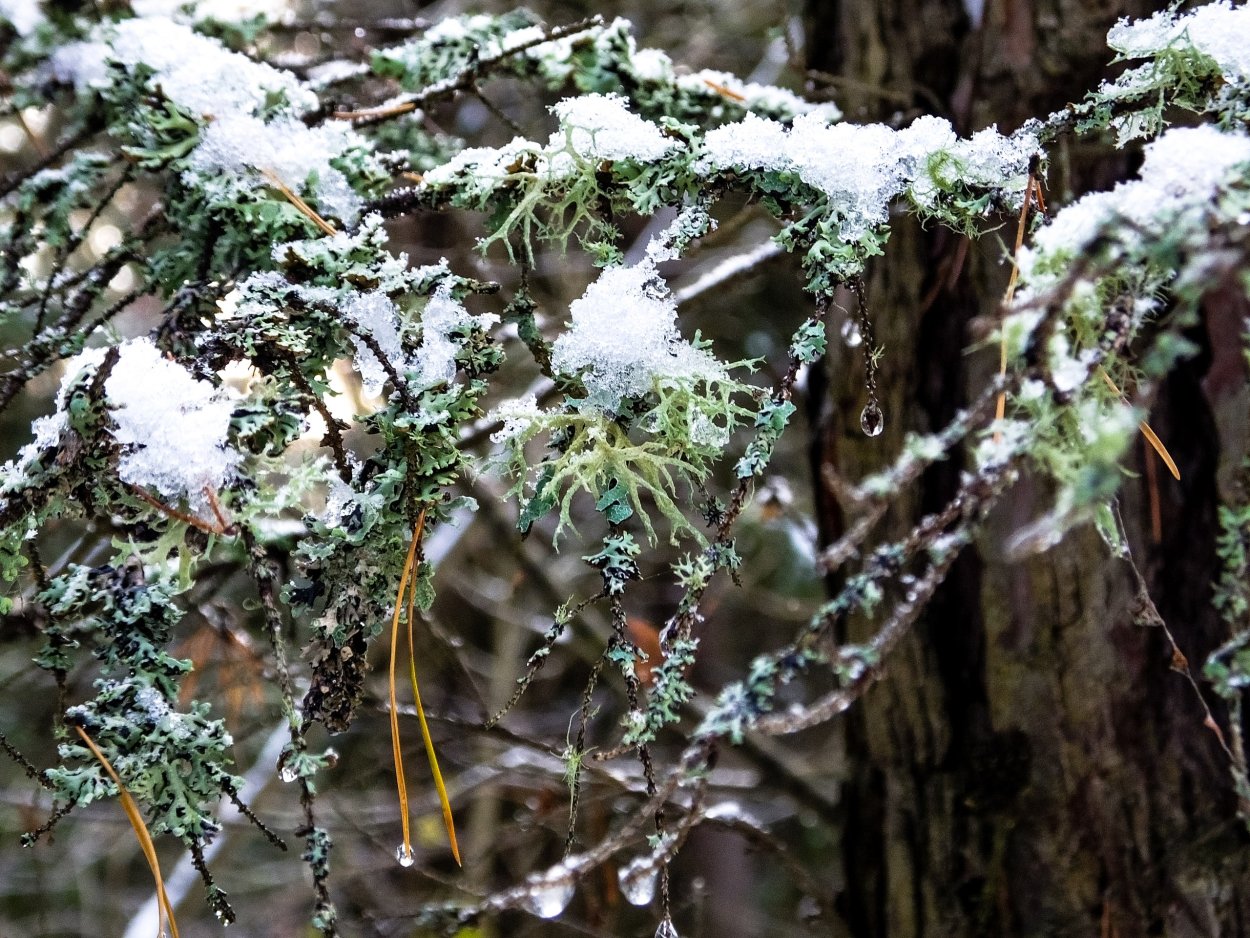 Иней на ветках деревьев