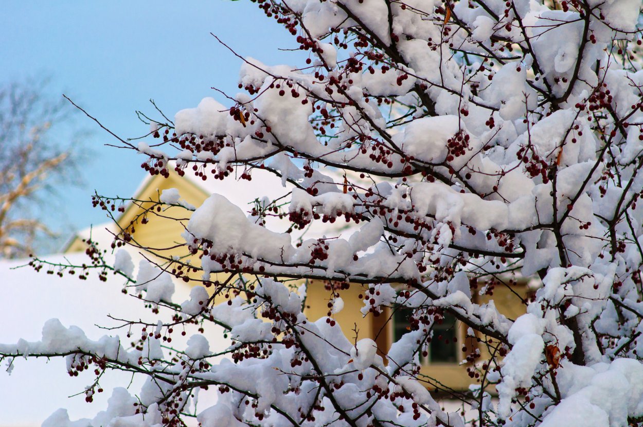 Айва дерево зимой