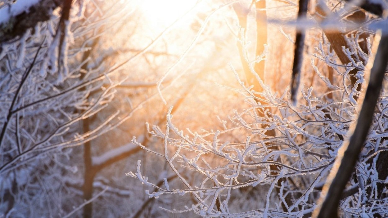 Заснеженная ветка