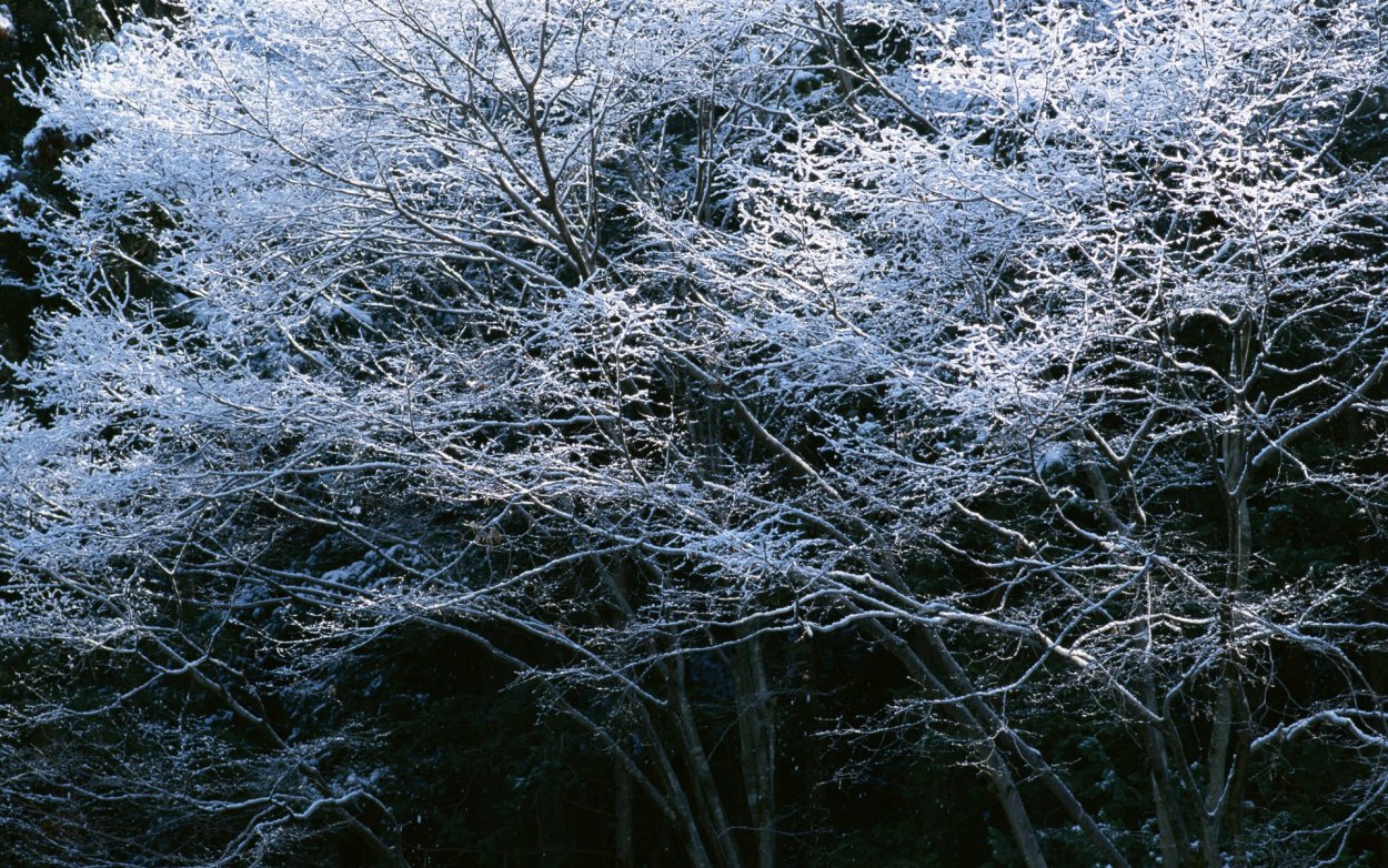 Розовая зима