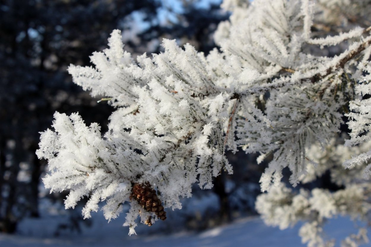 Красивые снежные деревья