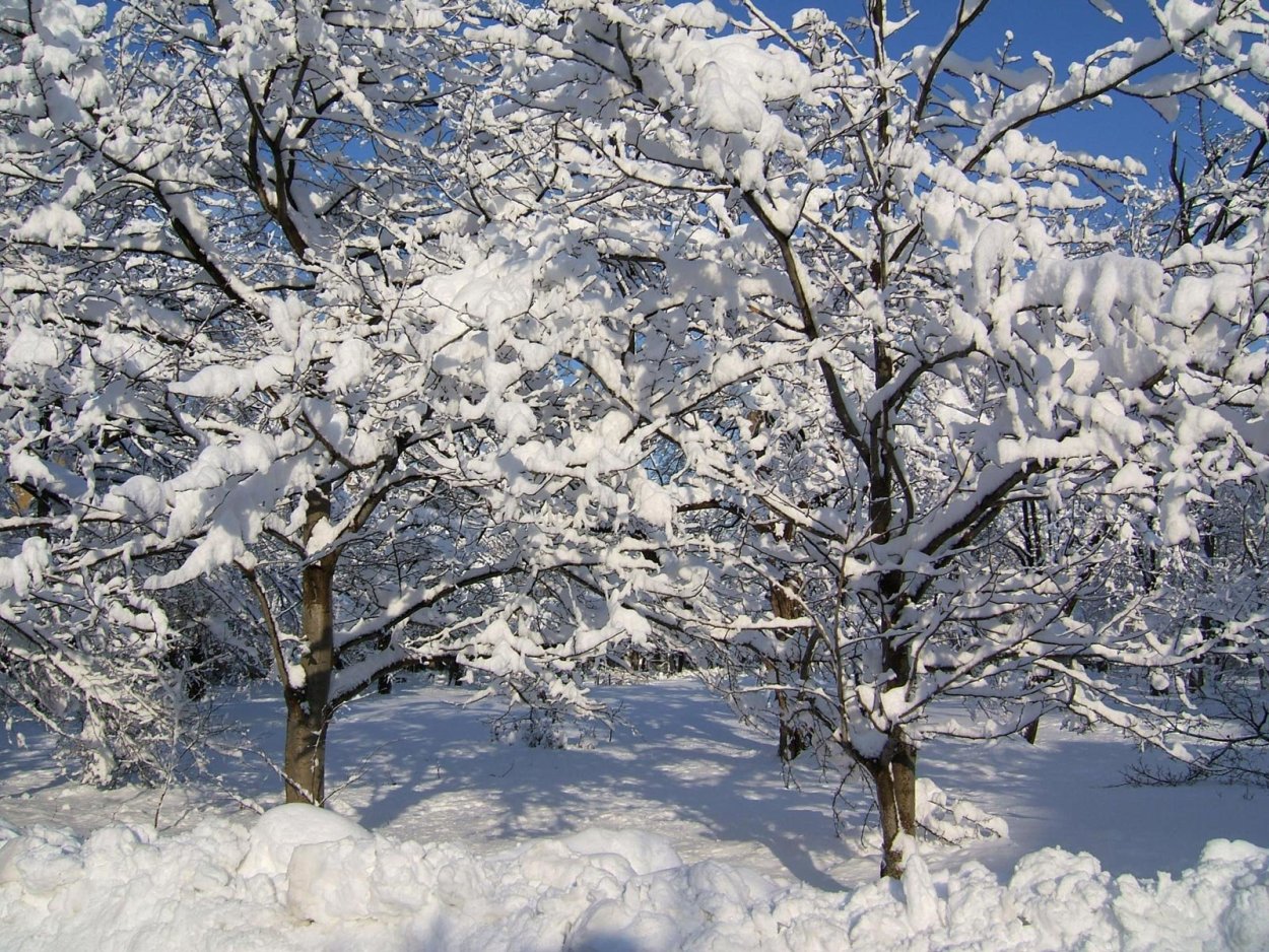 Ранняя зима