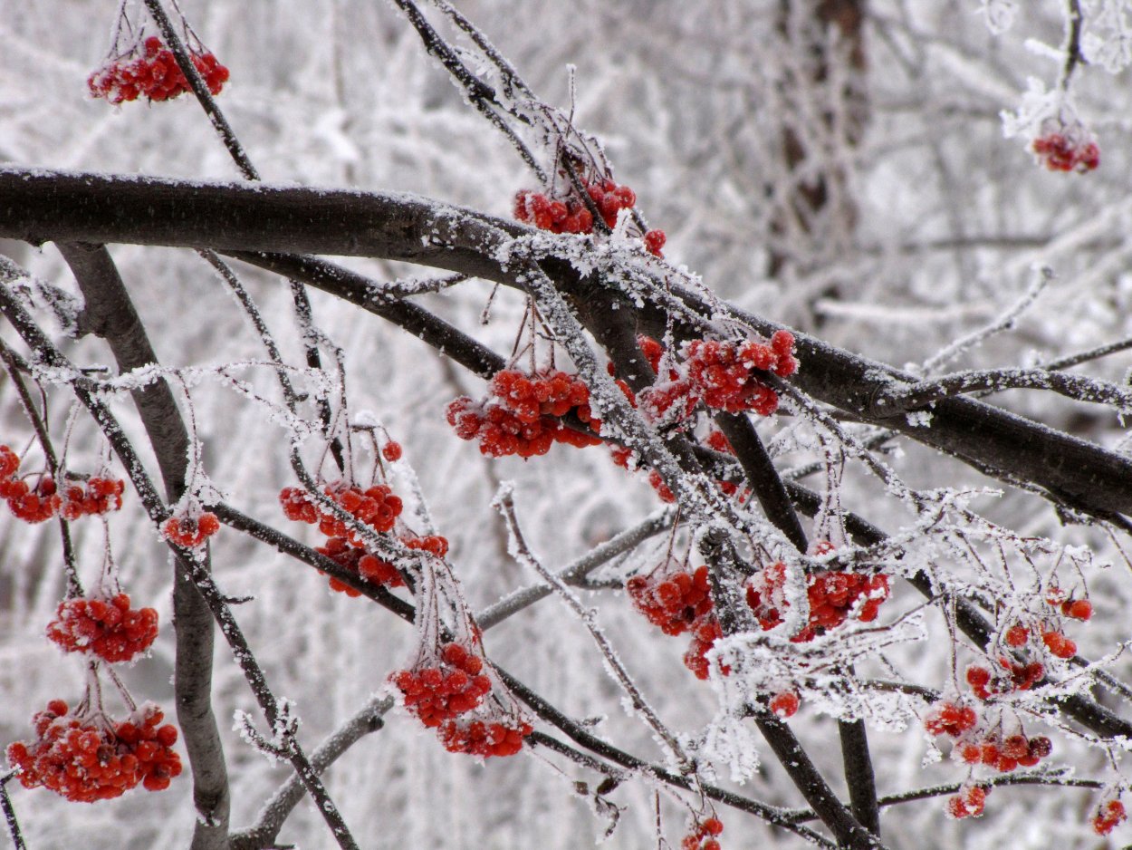 Первый снег