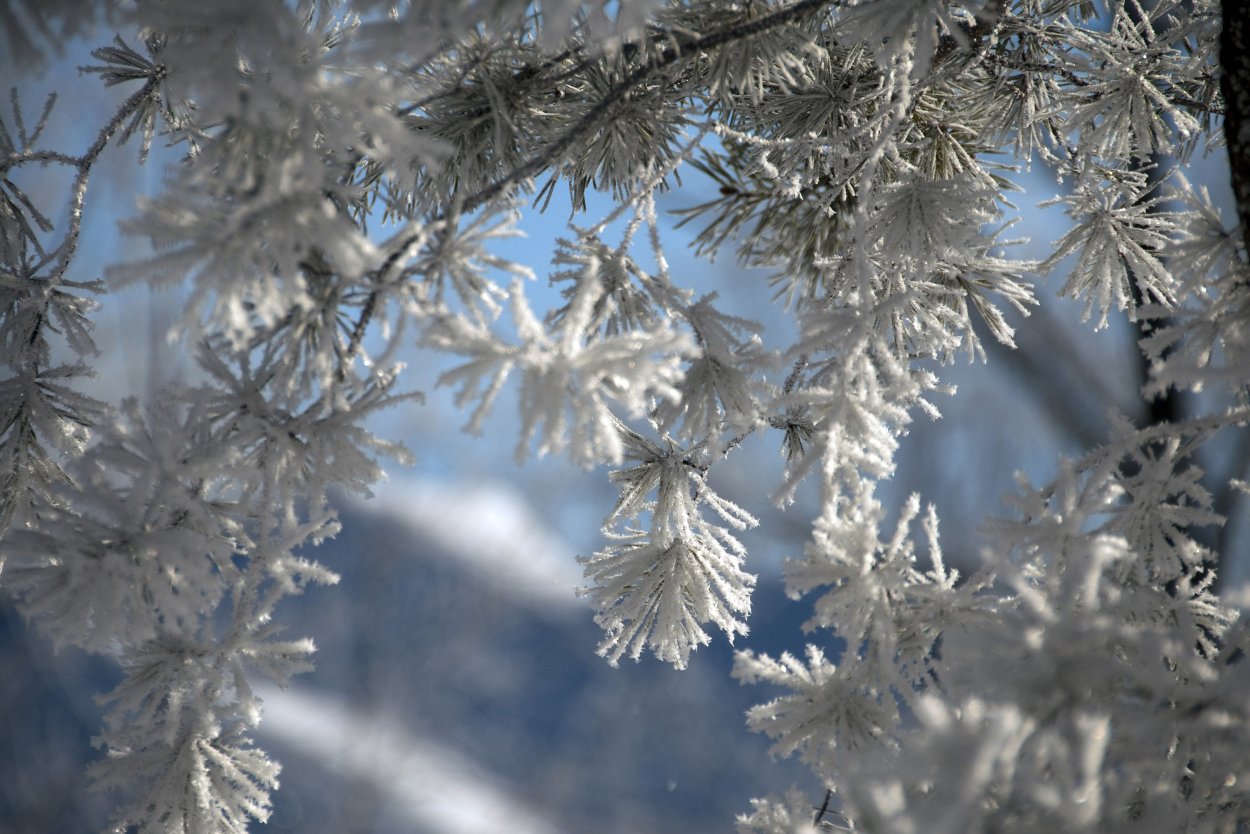 Деревья для зимнего сада