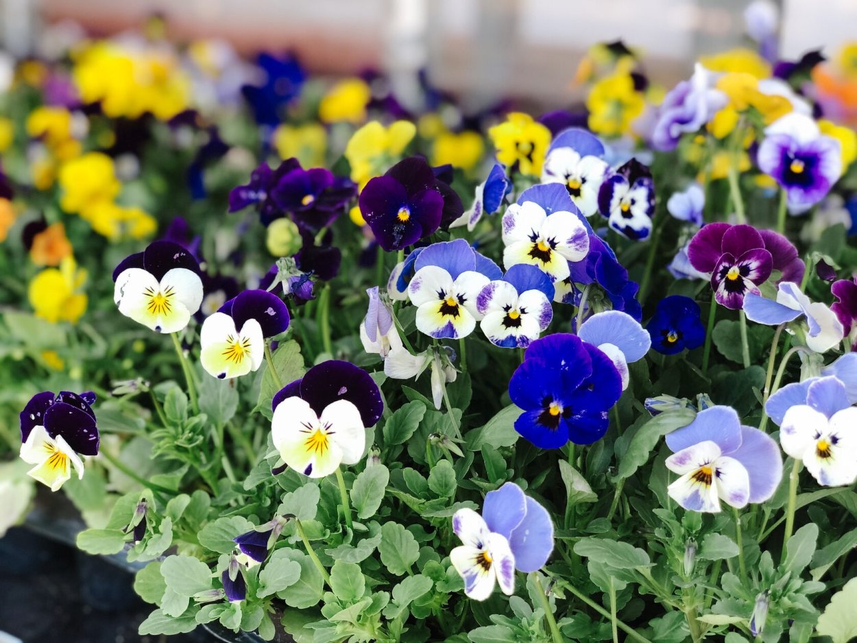 Хрустальная Ромашка Мезембриантемум