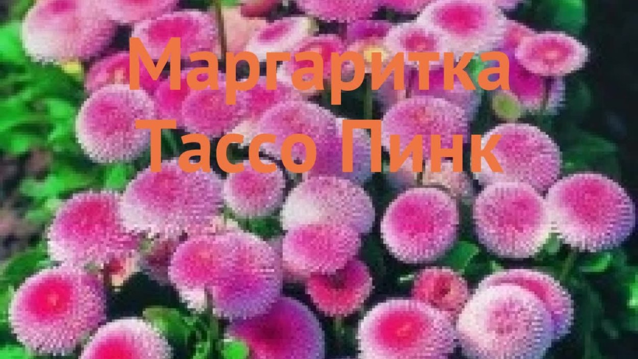 Кустовые петунии цветы сорта