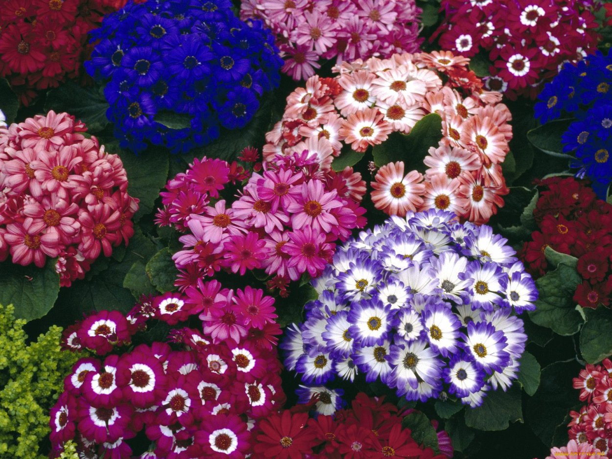 Петуньи цветы