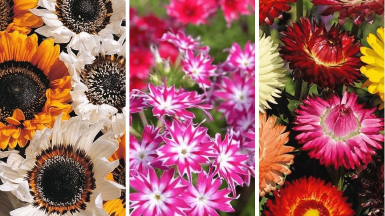 Гацания цветок