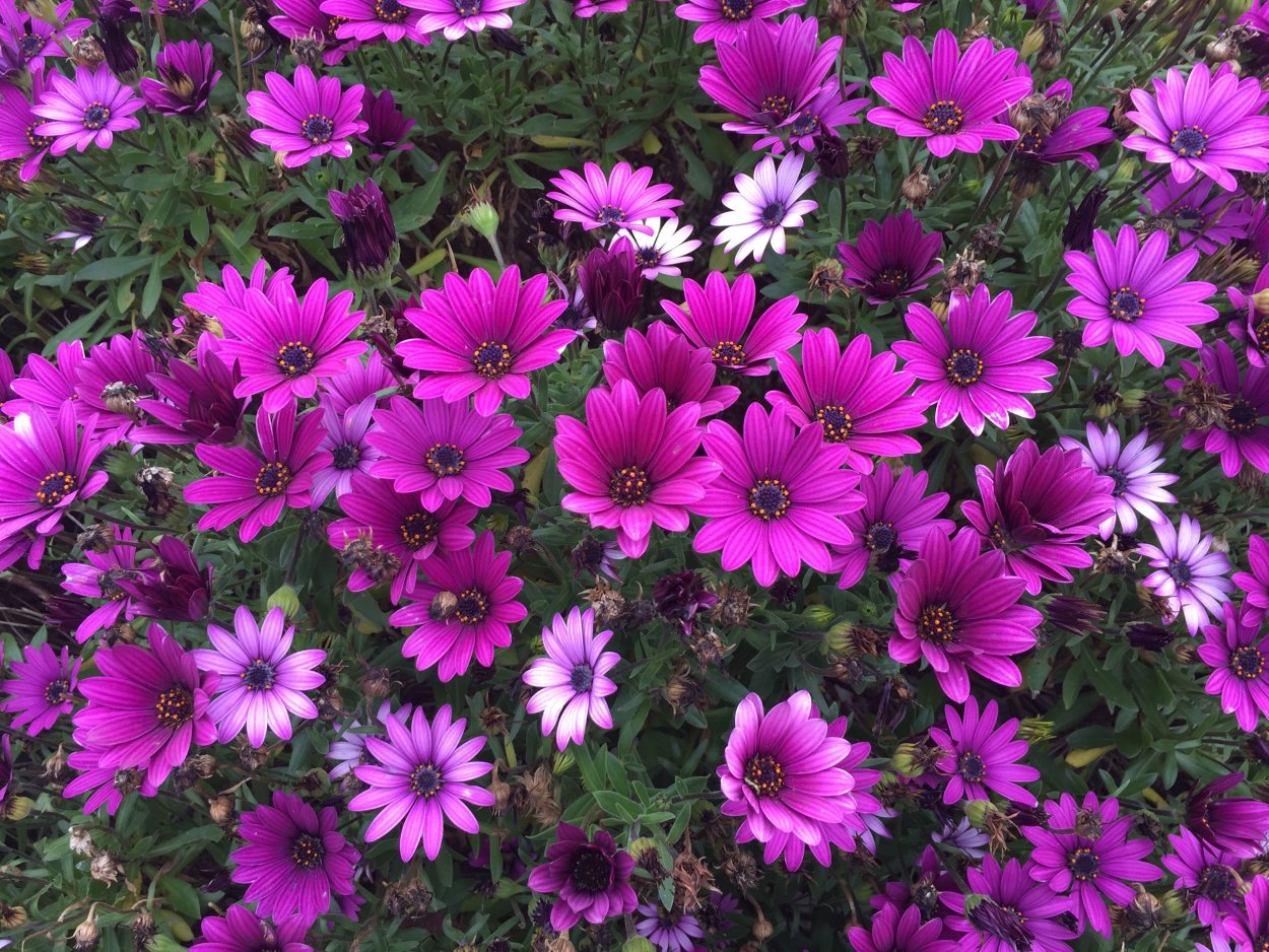 Петуния Адель