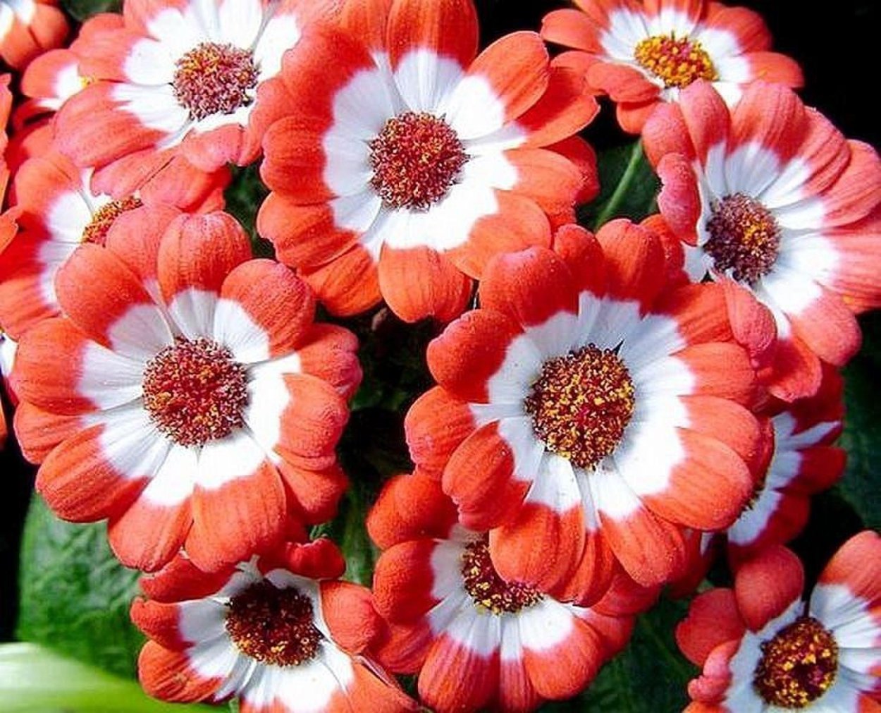 Остеоспермум Санни Парпл