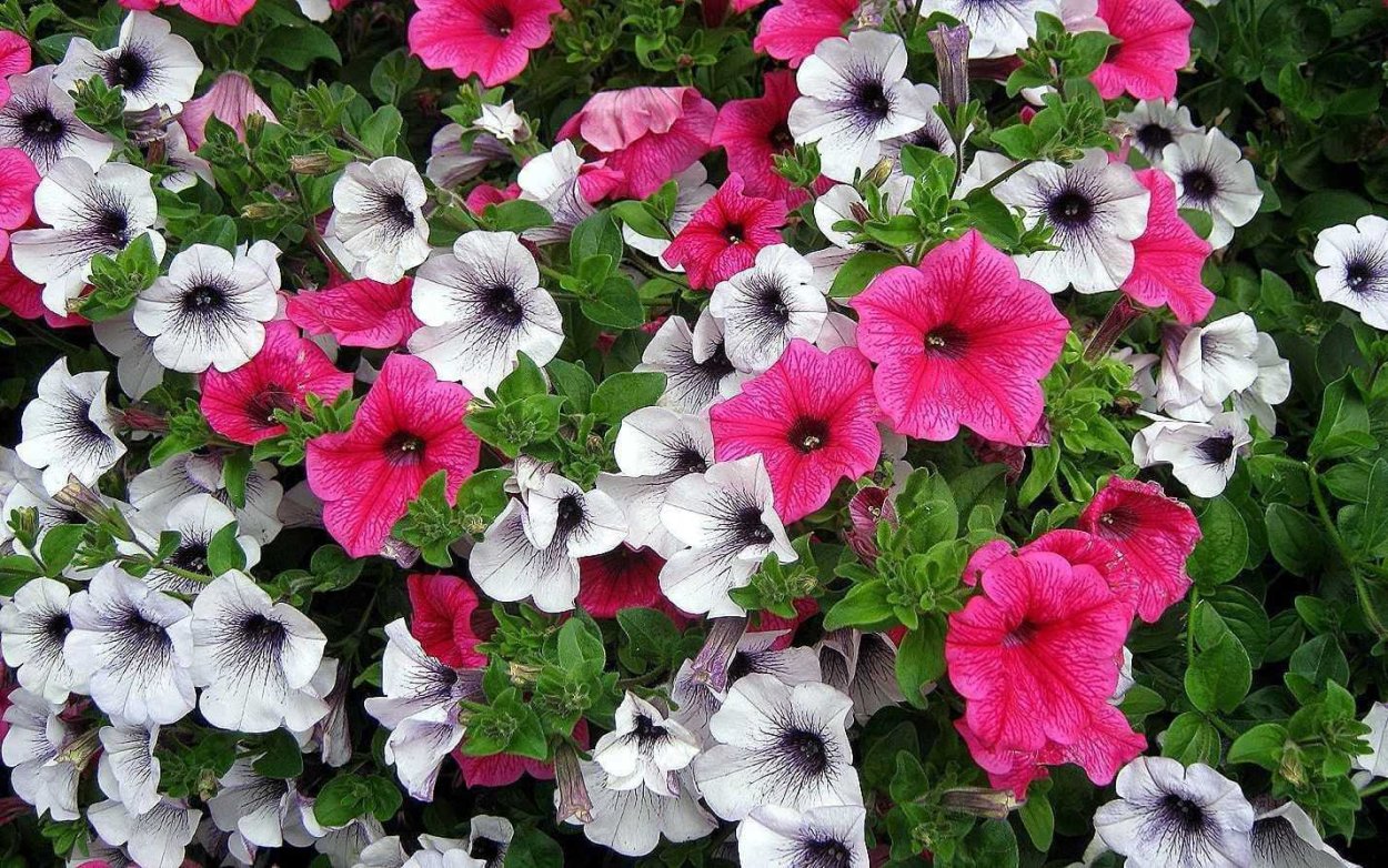 Астра игольчатая Уникум микс