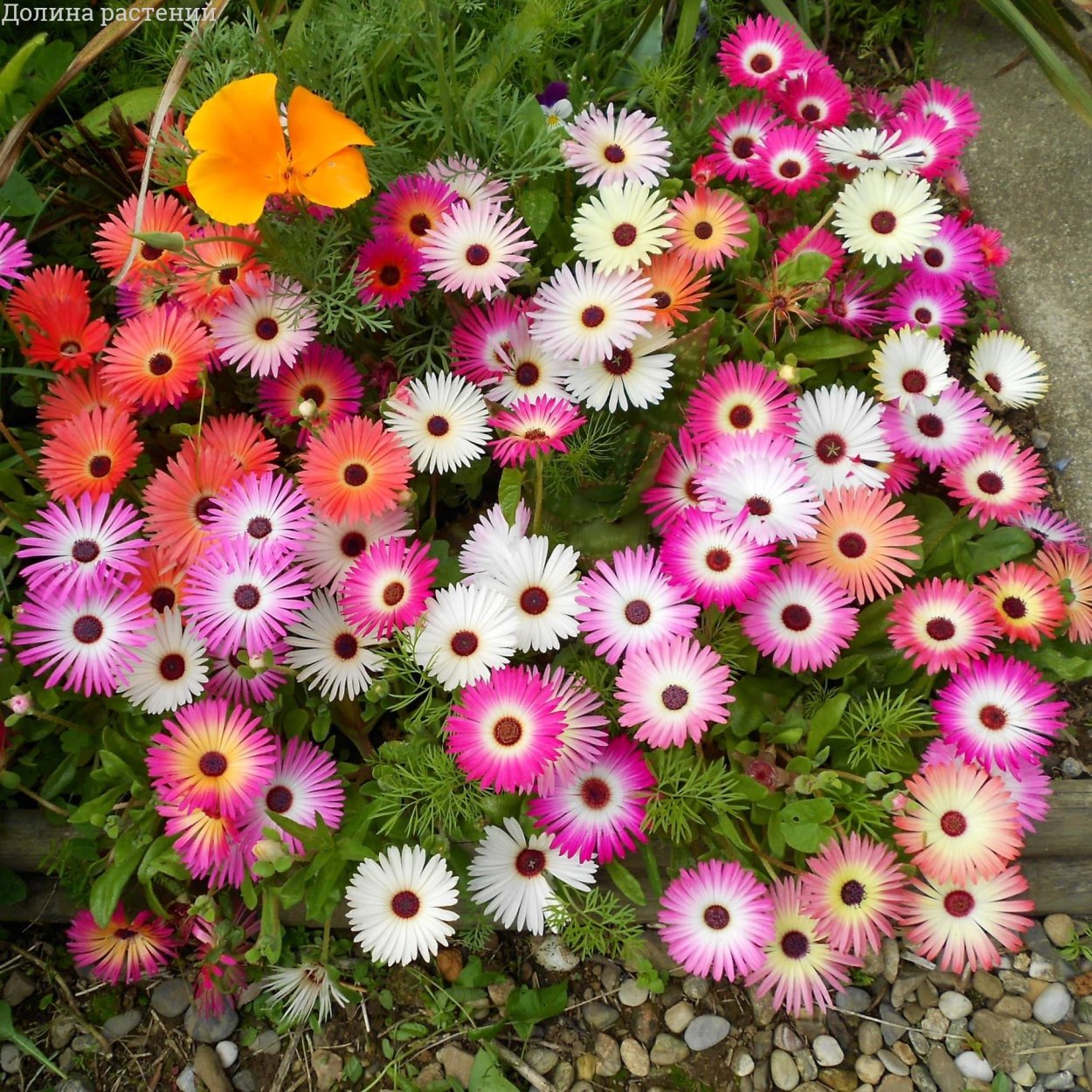 Вьюнок Конвольвулюс трехцветный