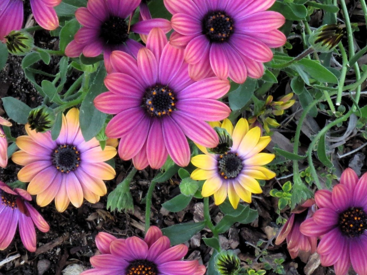 Газон аромат лугов цветочный /Гавриш/