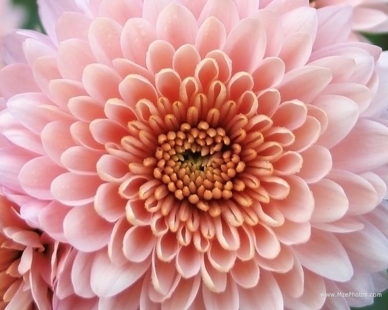 Хризантема Кремон Андреа