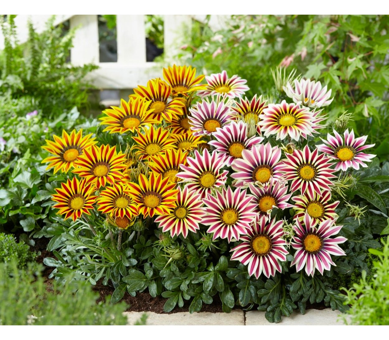 Гацания ампельная