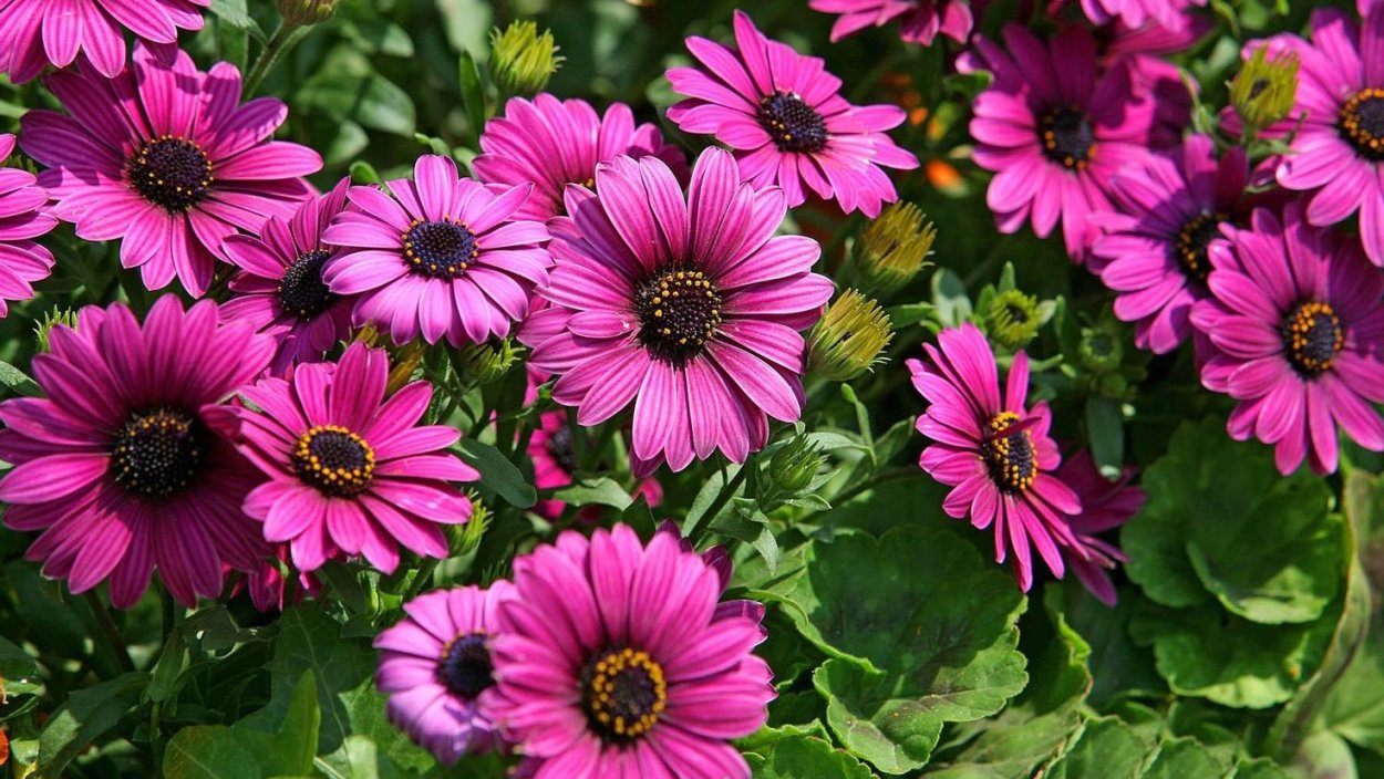 Петуния Пурпл шторм