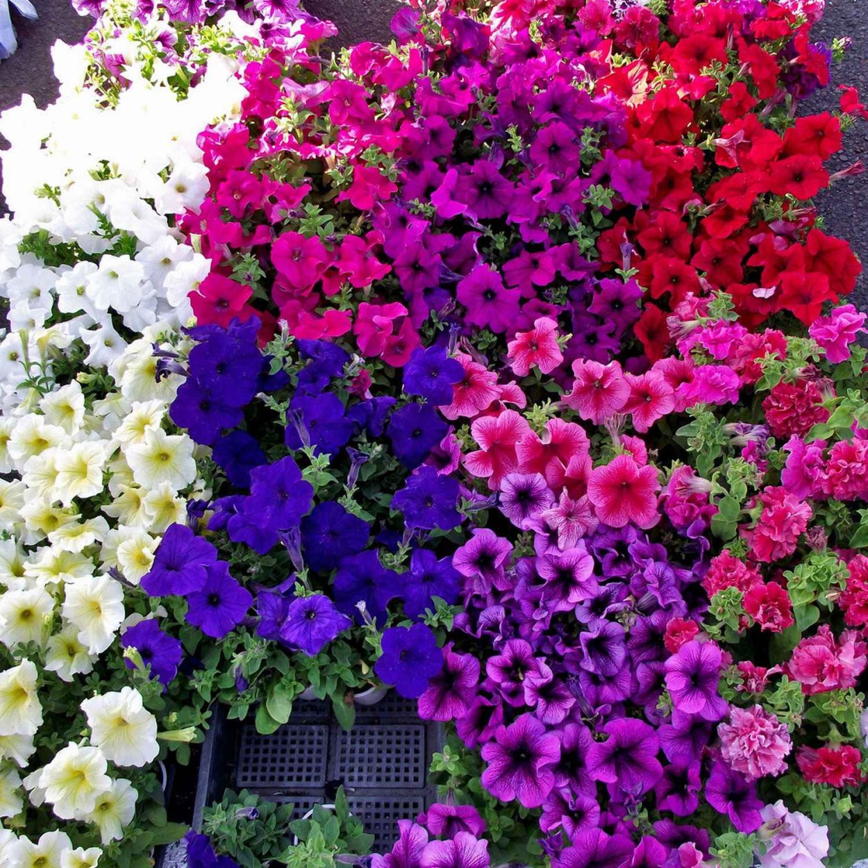 Хризантема килеватая Радуга смесь