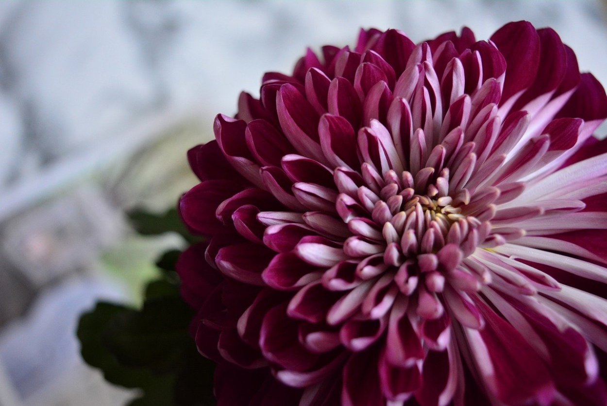 Хризантема Андреа