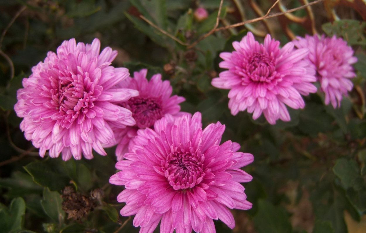 Хризантема Андреа дарк Пинк
