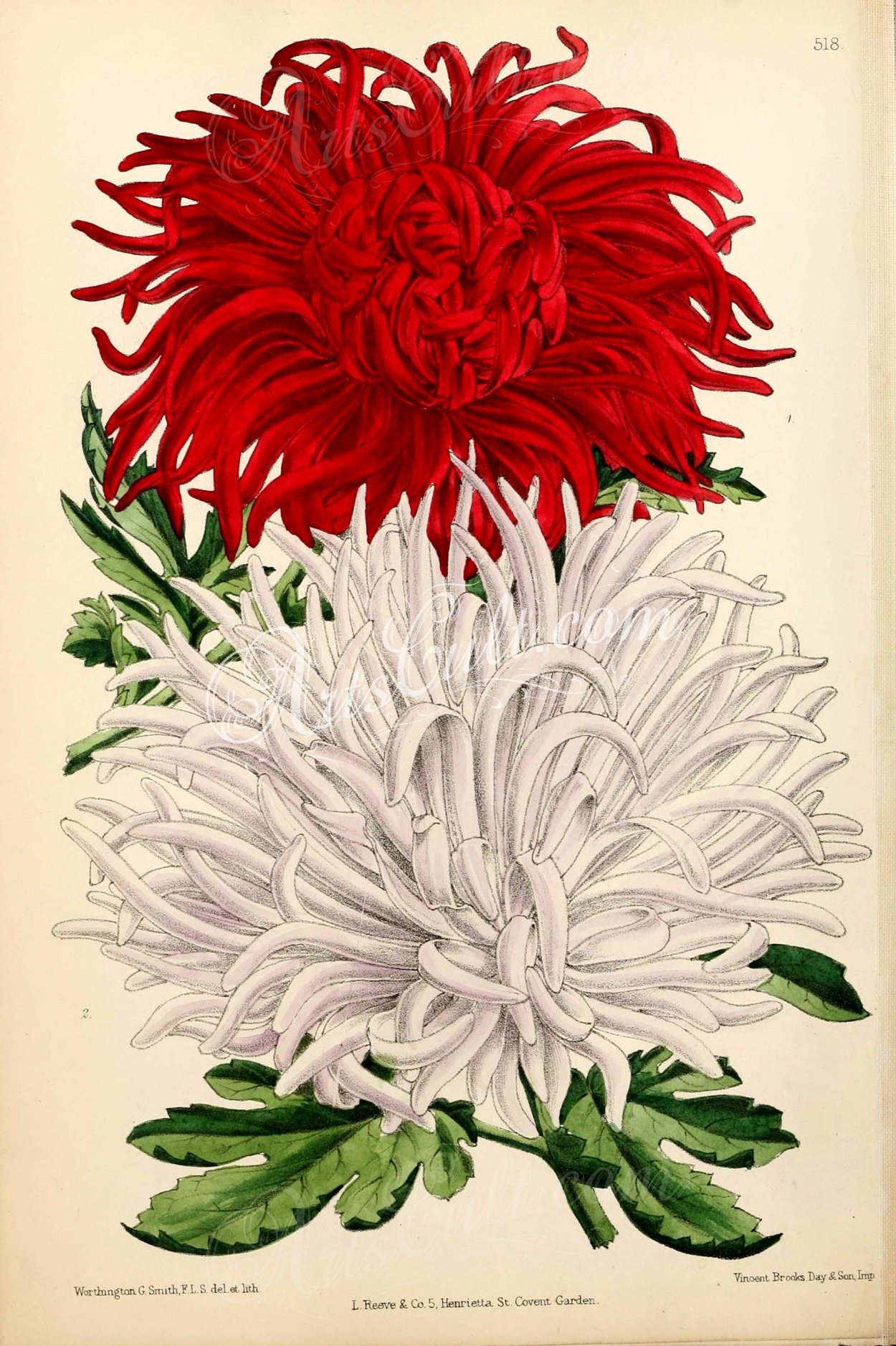 Хризантема арт