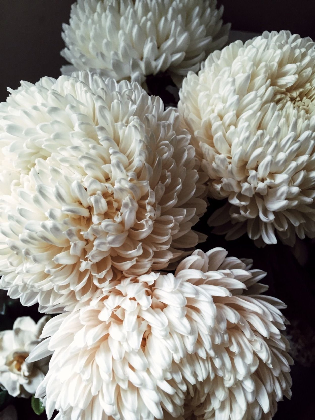 Хризантема кустовая Кокос