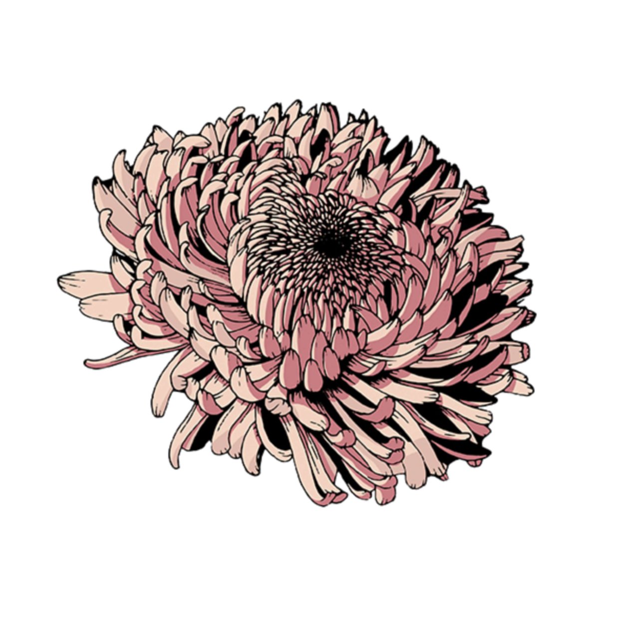 Цветы рисунок