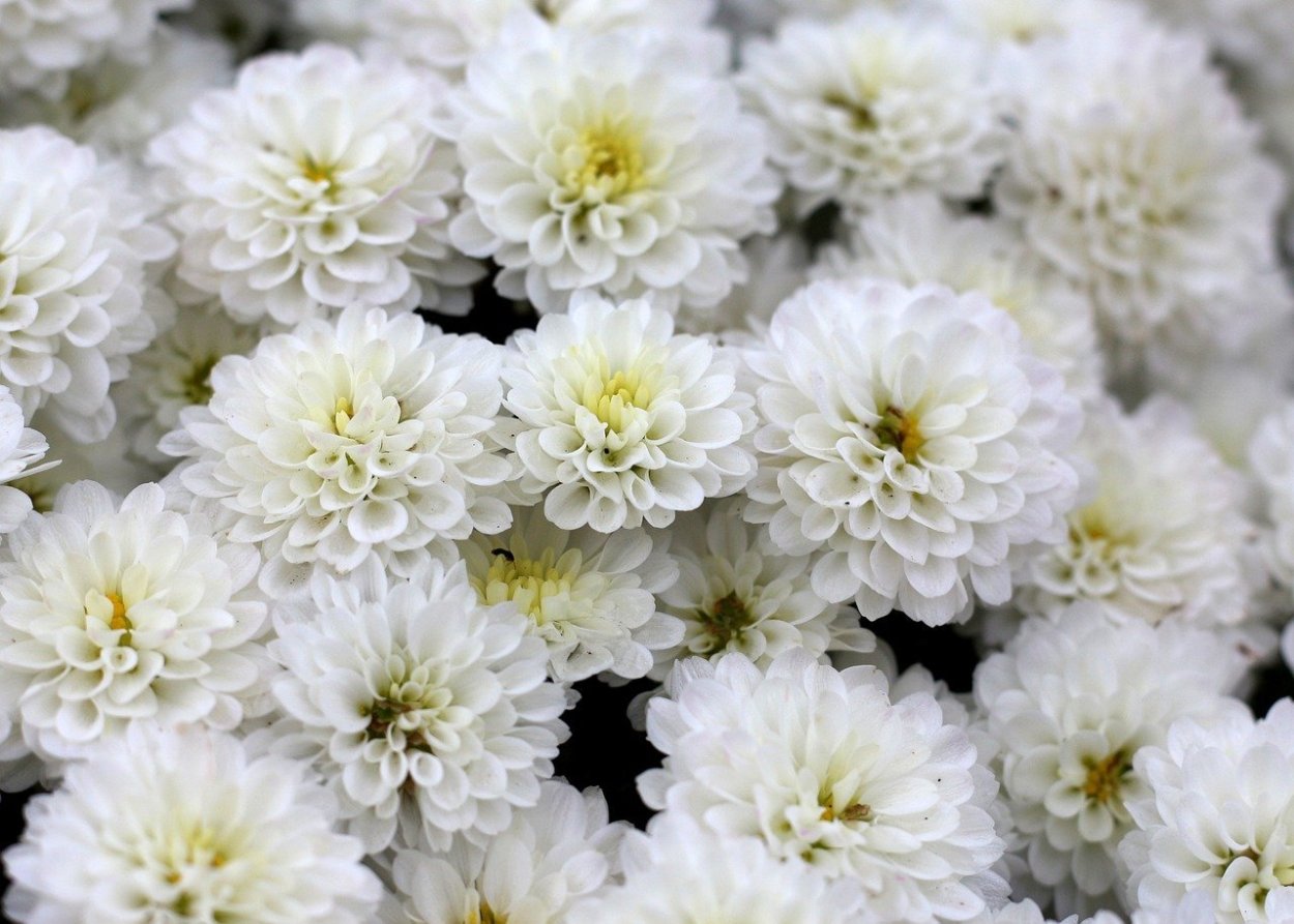 Хризантема Кристалл Вайт