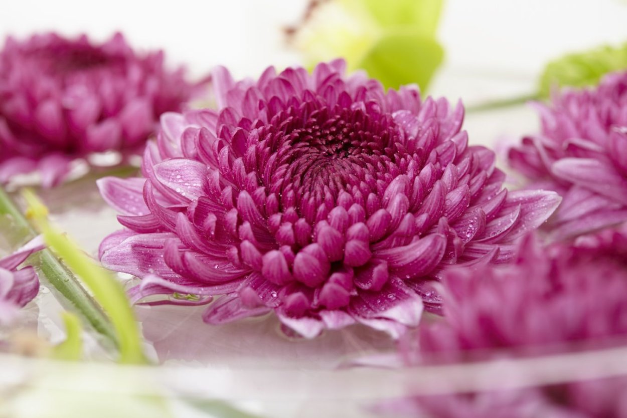 Хризантема Наталья