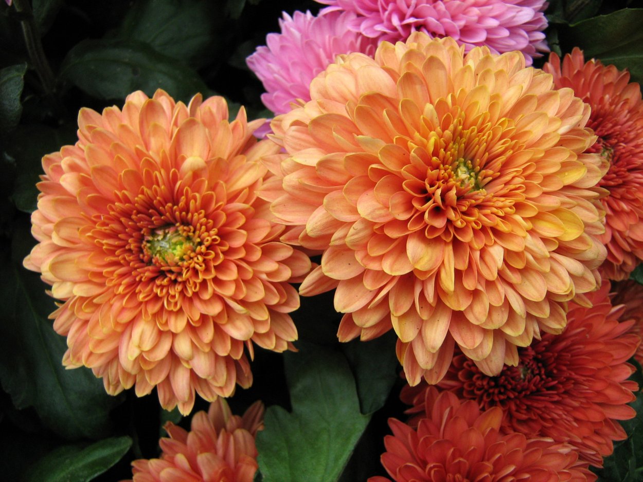 Хризантема Пайтон Глоу