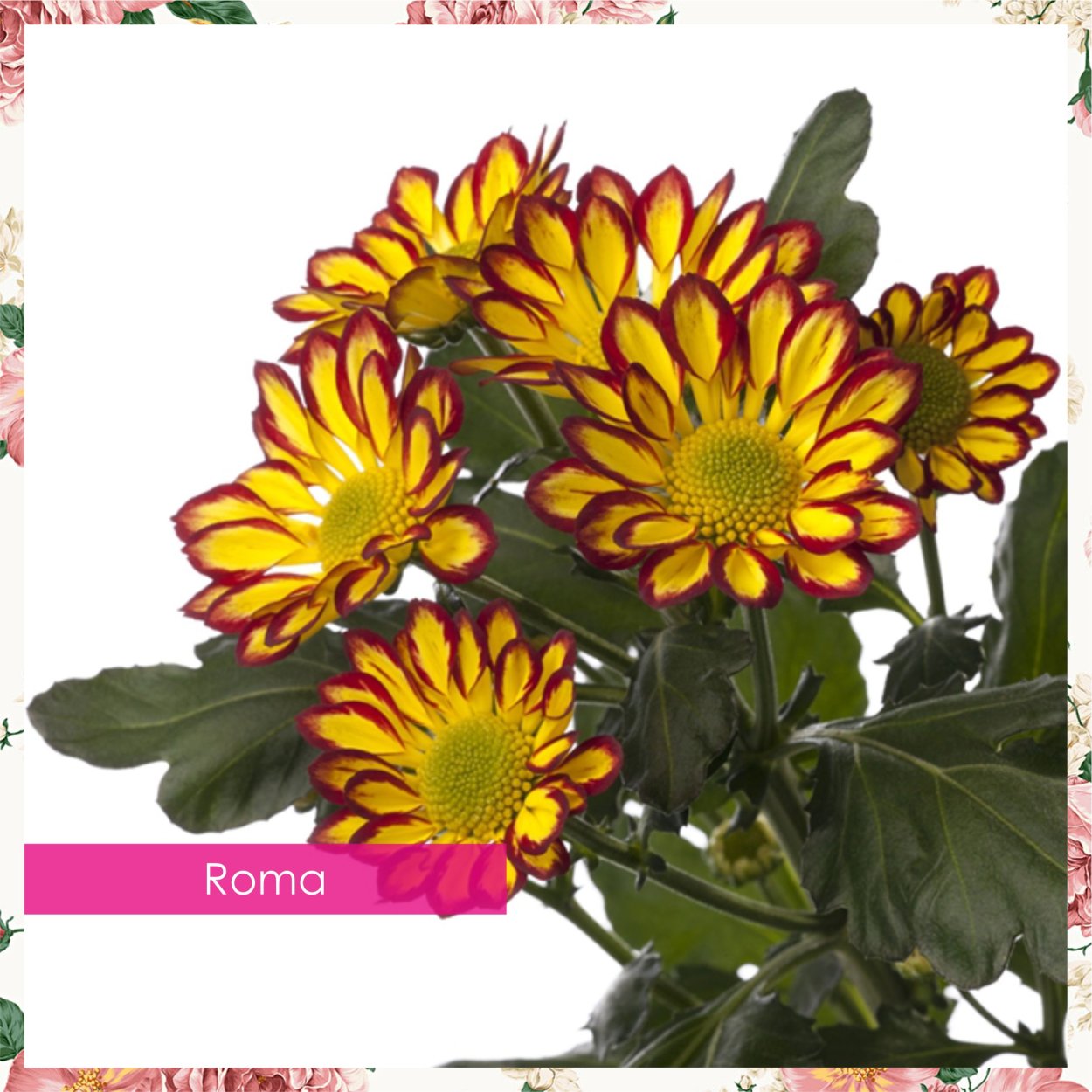 Хризантема Стреза