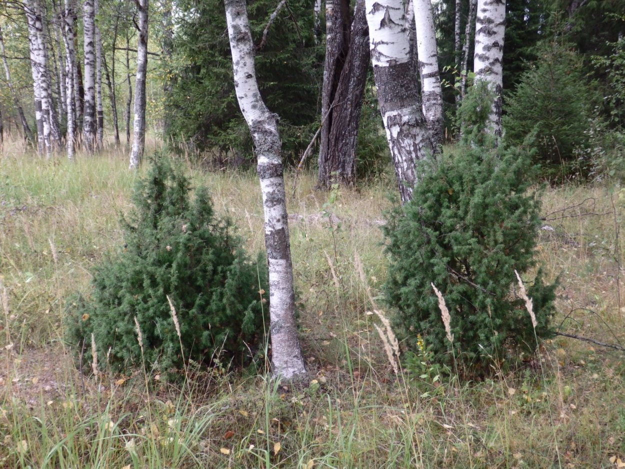 Вереск обыкновенный Раднор