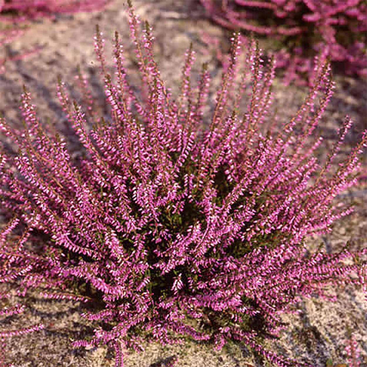 Секвойя дерево